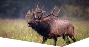 hero Quillen electric 3